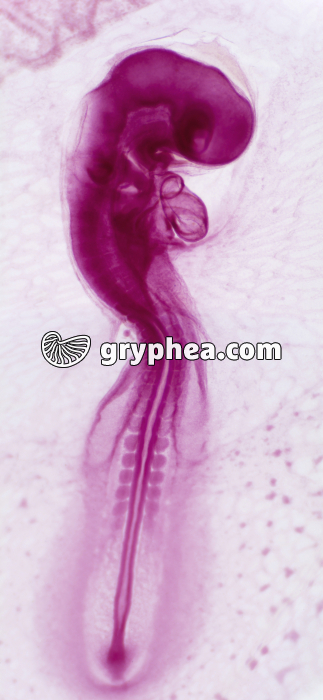 Embryon de Poulet - stade 48h x12 - gryphea.org